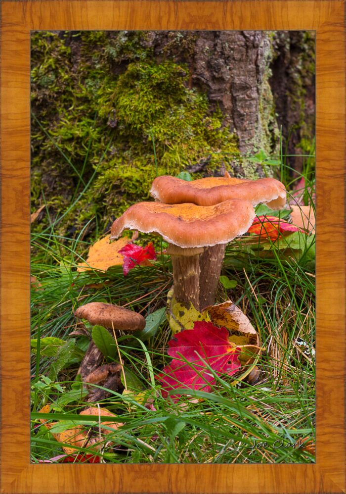 Treee Mushroom by Joe Clark R60583.jpg