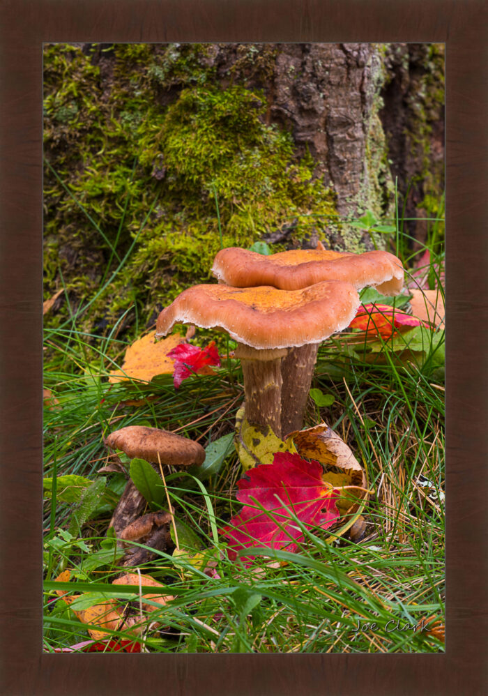 Treee Mushroom by Joe Clark R60587.jpg