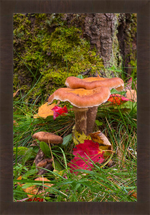 Treee Mushroom by Joe Clark R60545.jpg