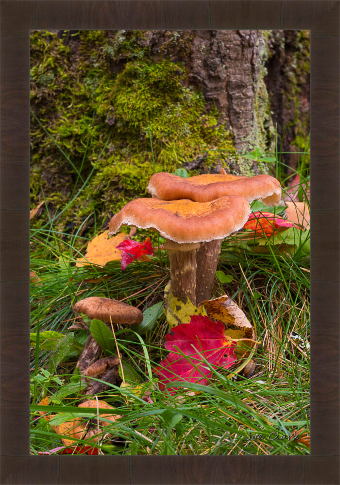 Treee Mushroom by Joe Clark R60545.jpg