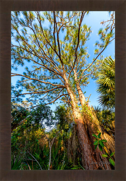 Tropical Pine by Joe Clark R60545.jpg