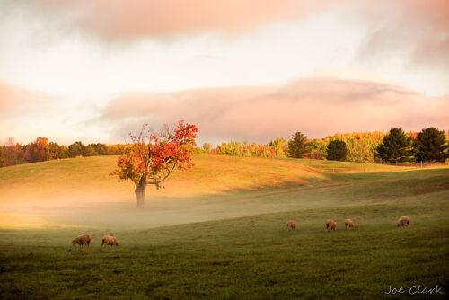 Tunnel Pasture