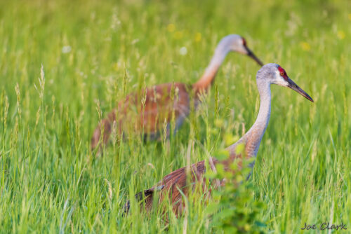 Watching Sandhills