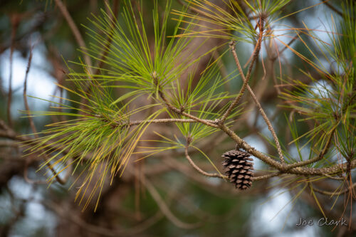 Pine Cone